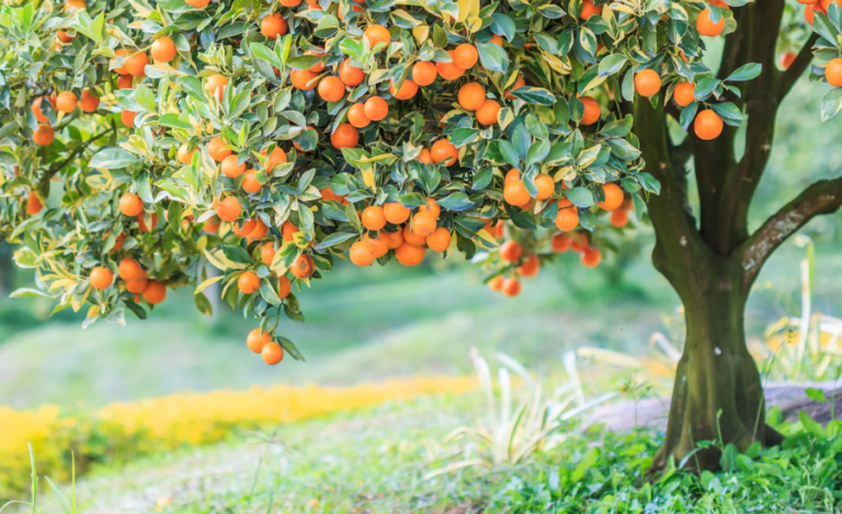 Top 10 Fruit Trees To Plant In Your Garden For Year-Round Harvesting